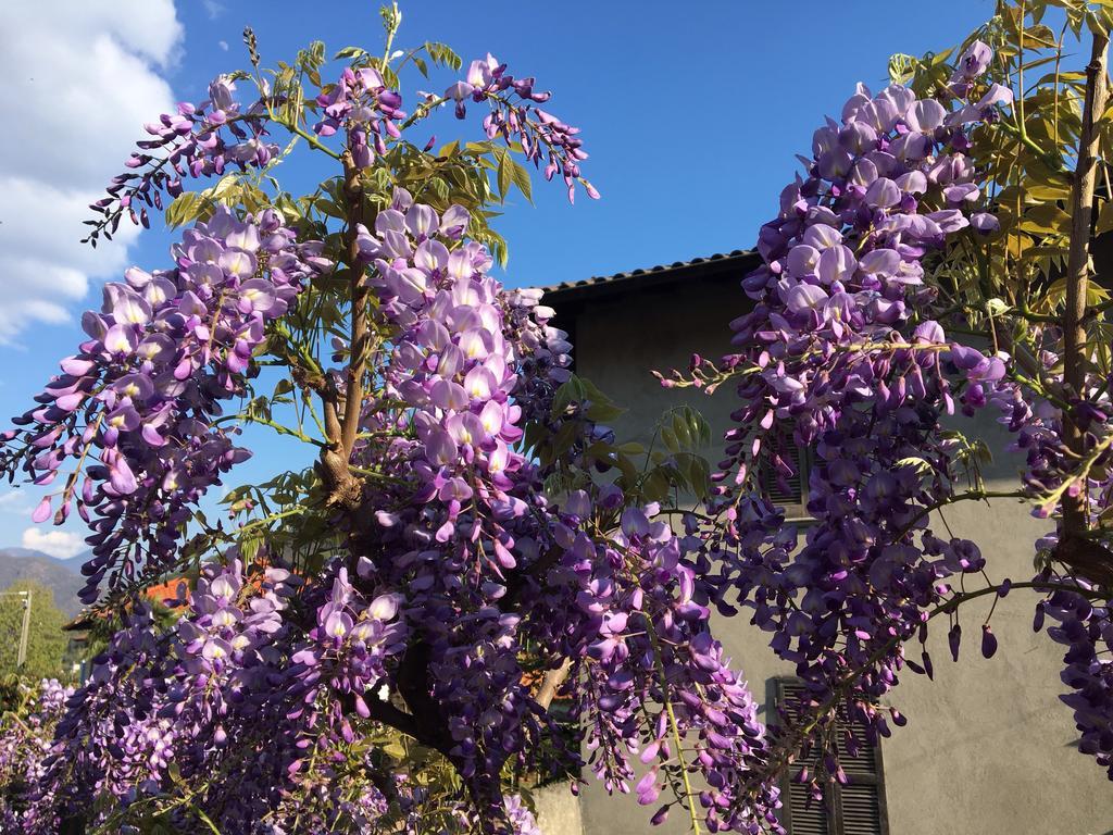 B&B Villa Dei Pini カンノビオ エクステリア 写真